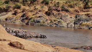A Few Zebras Cross the Mara... The Rest Say Nope