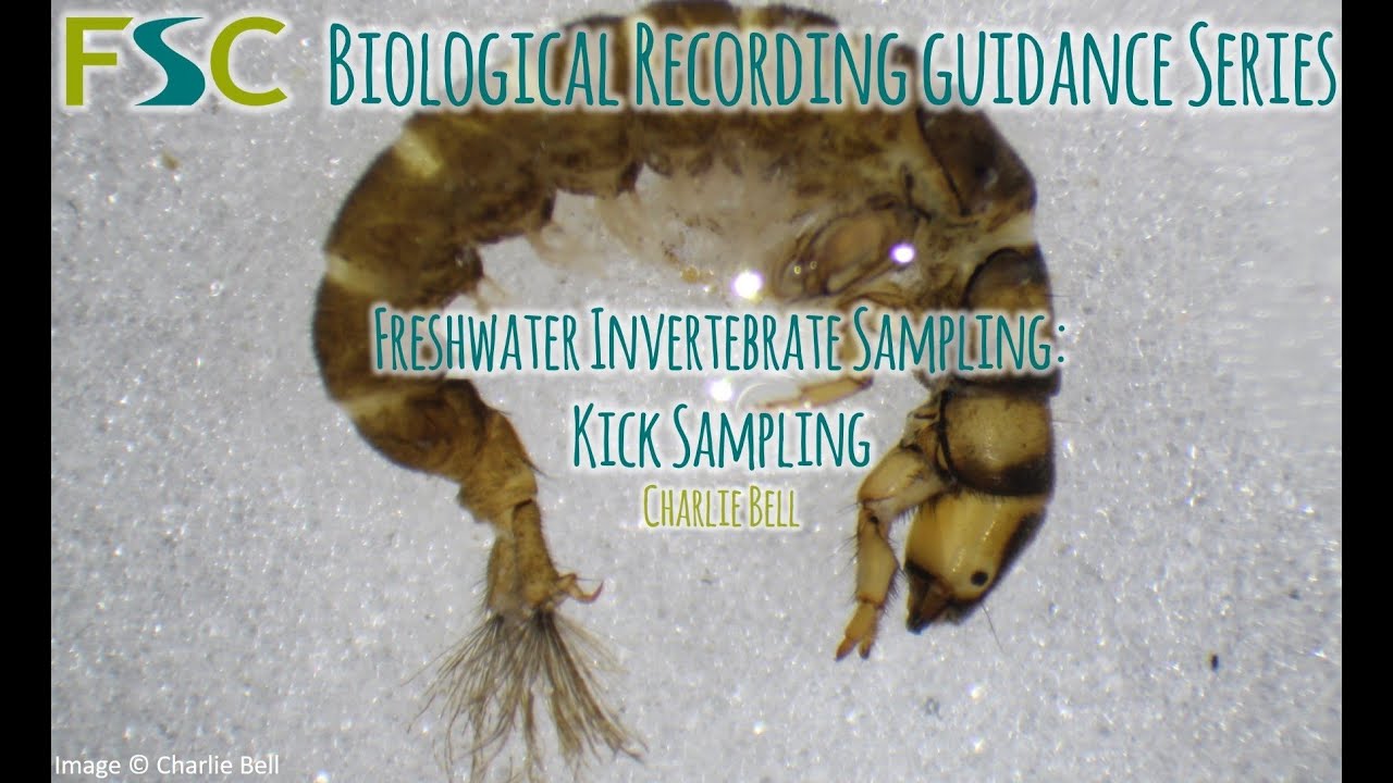 Biological sampling sampling \u0026 recording: Kick recording: sampling \u0026 Biological Kick sampling