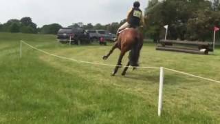 Flicka brand hall novice xc 2016