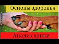 Анализ лапки. Основы здоровья