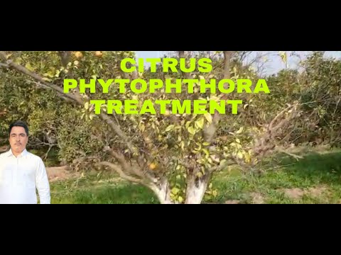 Video: Citrus Phytophthora boshqaruvi: tsitrus daraxtlarining oziqlantiruvchi ildiz chirishini nazorat qilish