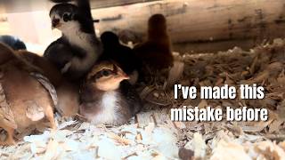 New chicks. Was this wise?