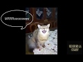 Understand your cats and kittens meowing |������