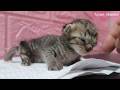 A sleepy kitten meows softly… then lights up with joy as if mom has returned! 🐱💤