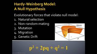 Unit 2 4 2 Violations of Hardy Weinberg default