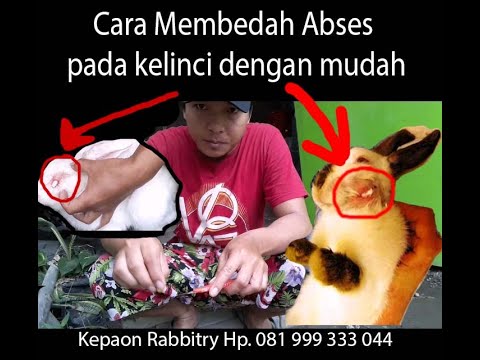 Cara membedah abses pada kelinci 