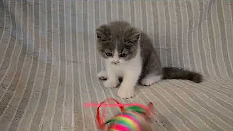 Watch the video about GR* OASIS OF THE CAT Maui ,British shorthair bicolor prince