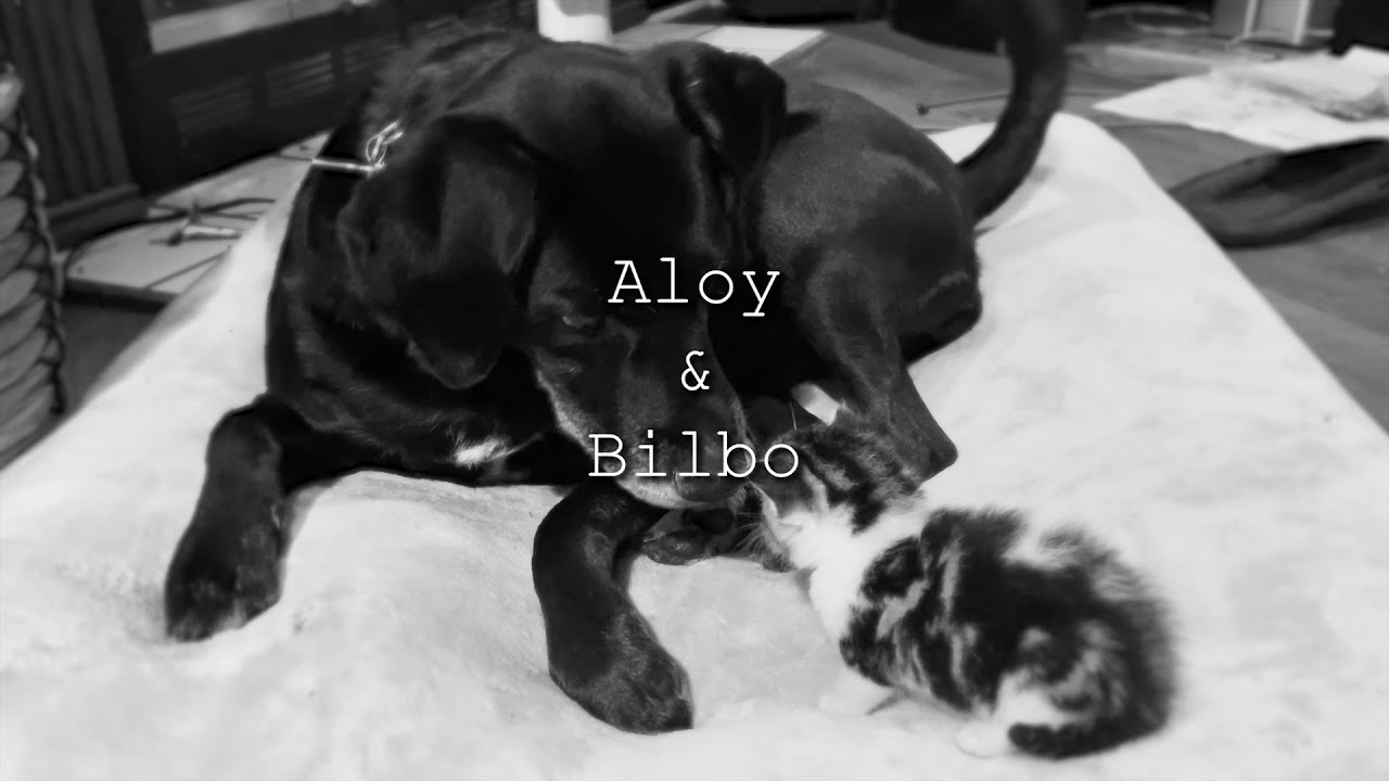 Tribute to my pets Aloy & Bilbo