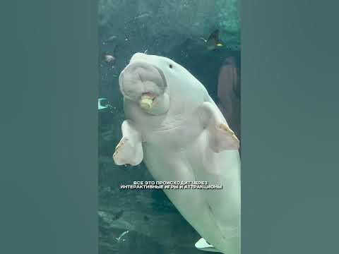 Sea World в Абу-Даби 🤍 Самый большой океанариум в мире! # ...