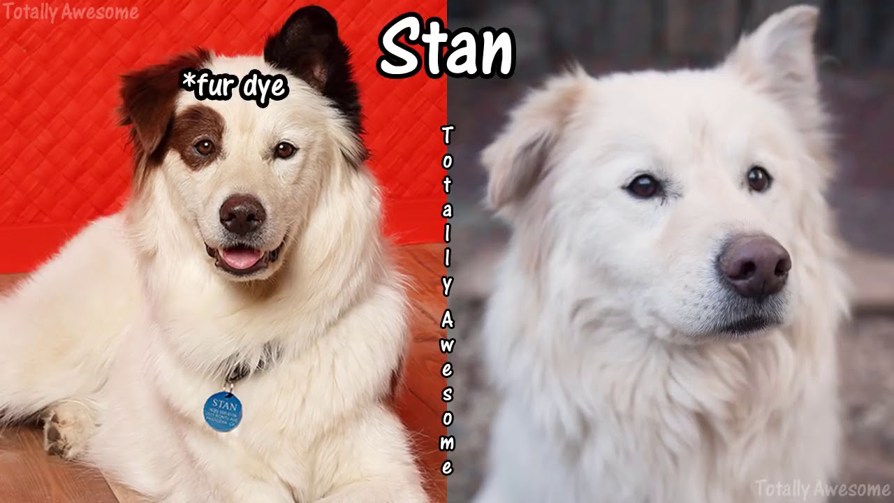 108 Dog with a Blog Before and After 2017 🌟 Then and Now