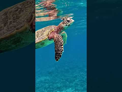 Best snorkelling experience ever in the Maldives! 🇲🇻 #travelvlog #travel #turtle #underwater
