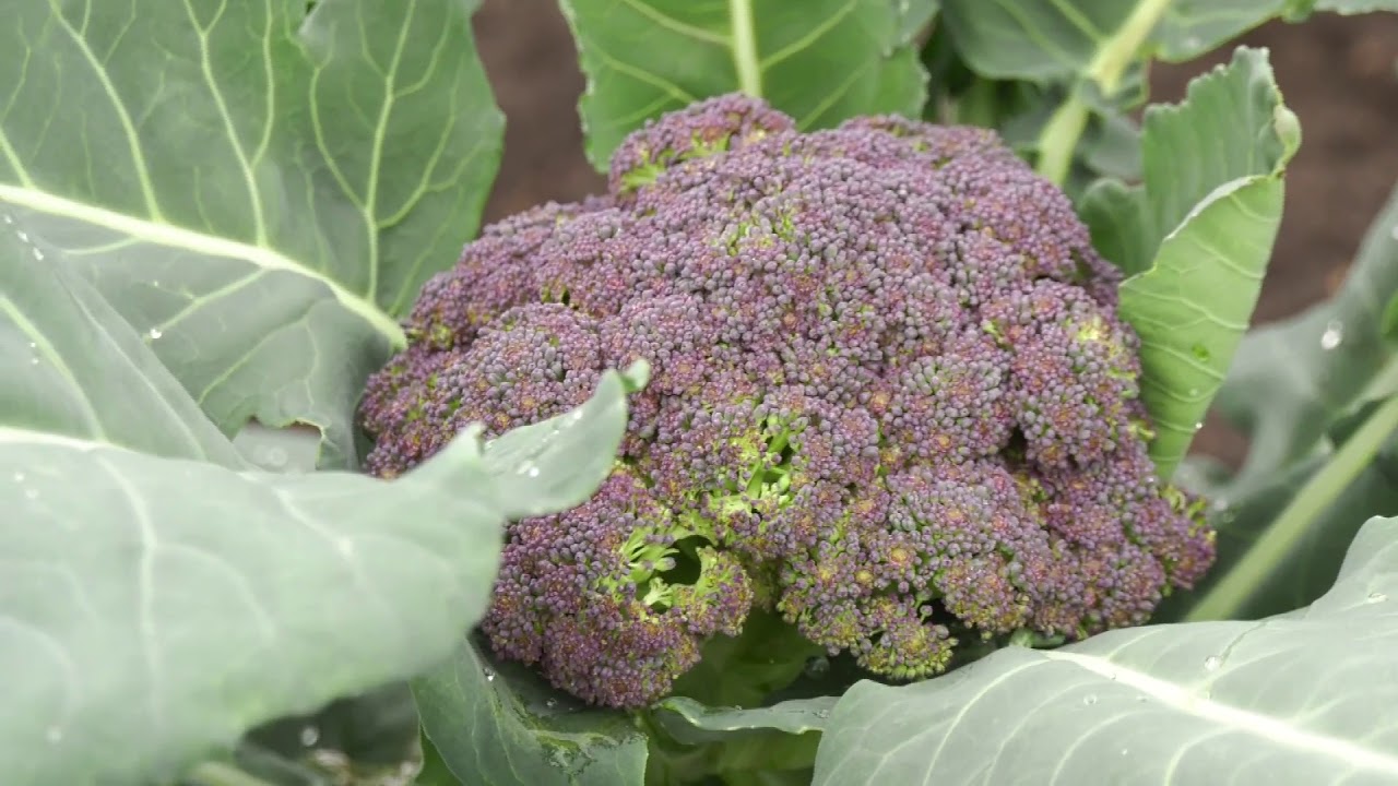 Bandymų stotis: lapiniai, gūžiniai ir brokoliniai kopūstai (2018) | Augink lengviau!