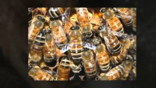 Pest Control Fallbrook CA Pest Exterminator