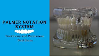 Palmer tooth  Notation System | Tooth notation system