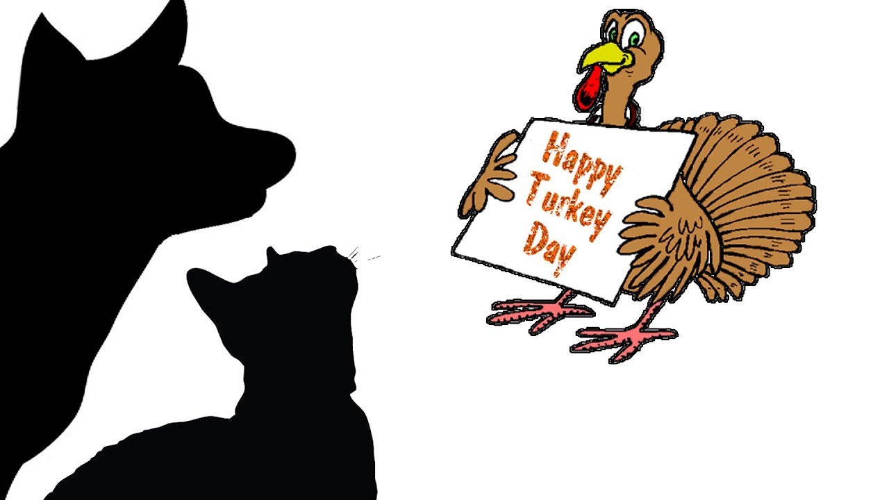 CAT GAMES - GET THAT TURKEY!!! EXTENDED EDITION (FOR CATS ONLY)