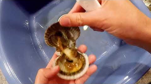 Safe Scallop Shucking (FULL)