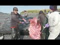 Kodiak humpback whale necropsy indicates poor health before death