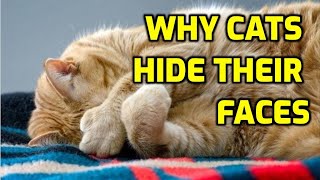 Why Do Cats Cover Their Faces?