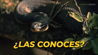 19 TIPOS de SERPIENTES del MUNDO 🐍 Serpientes Venenosas, no venenosas y exóticas 19 TIPOS de SERPIENTES del MUNDO 🐍 Serpientes Venenosas, no venenosas y exóticas
