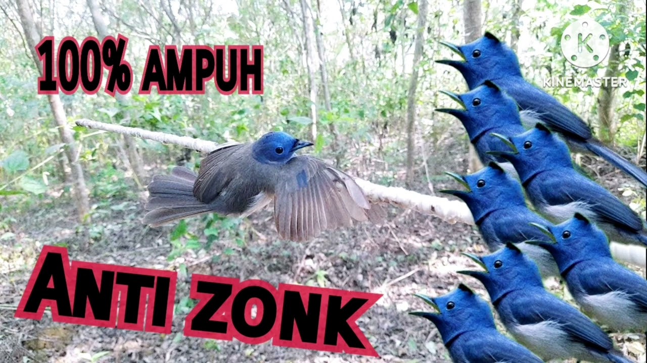 Suara Pikat Burung Kehicap Ranting/Slendang Biru 2023||100% Ampuh||Anti Zonk