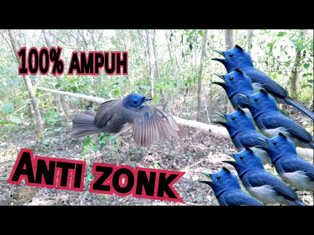 Suara Pikat Burung Kehicap Ranting/Slendang Biru 2023||100% Ampuh||Anti Zonk class=