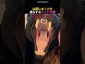 凶暴にあくびを真似するペットの猫