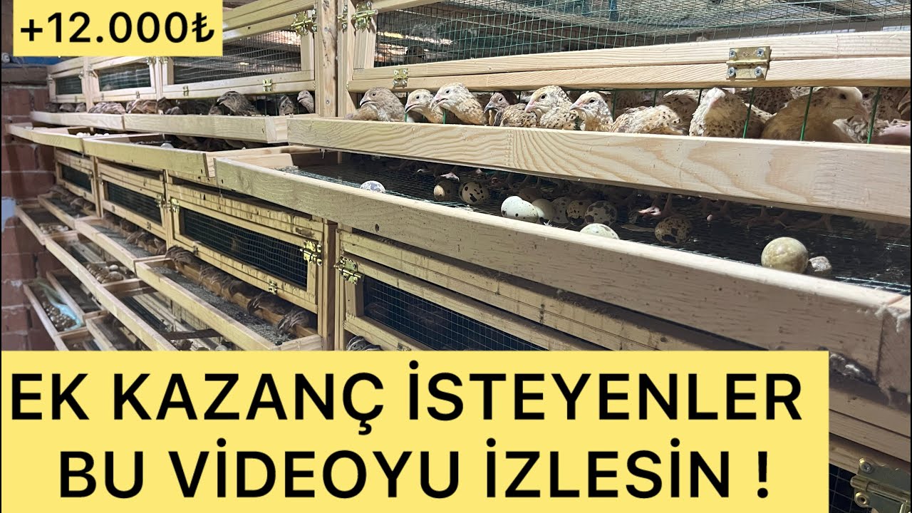 “Bıldırcın Yetiştiriciliği: Küçük Yatırımla Büyük Kazanç!”