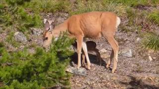 A Dinky Deer & Dead Phones!