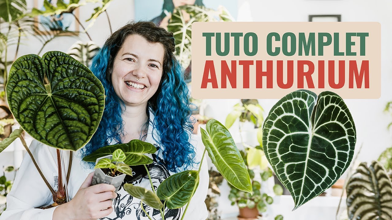 🪴 Comment on s'occupe d'un Anthurium ? Tous mes secrets ! 🤫🌱