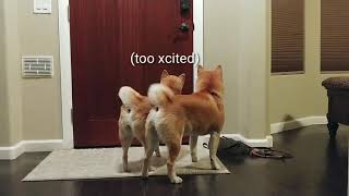Synchronized Wagging, etc... ๐๐