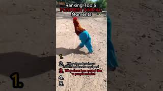 Ranking Top 5 FUNNIEST ANIMAL Moments!