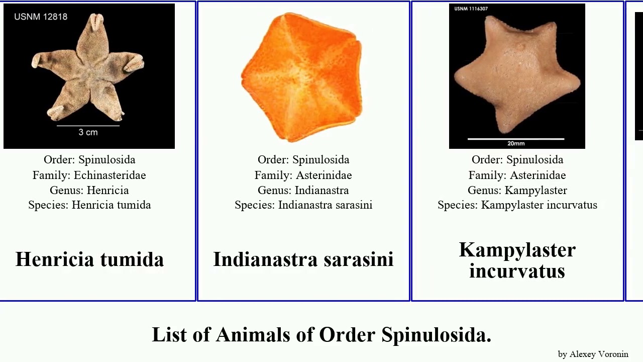 List of Animals of Order Spinulosida. henricia echinaster aquilonastra meridiastra asterina star