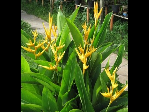 Video Cây Hoa Chuối Mỏ Két - youtube