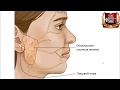 Слюнные железы - учебно-методические видео по анатомии