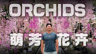 【萌芳花卉農場】蘭花控必朝聖！上萬株天宮石斛瀑布大爆發 ，萌芳花卉農場品種全攻略。我是愛種花的伊恩，這是一個分享種植物的小頻道，讓我們一起變綠手指吧。