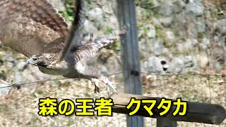 森の王者　クマタカ　Mountain Hawkeagle(クマタカ)　多摩動物公園