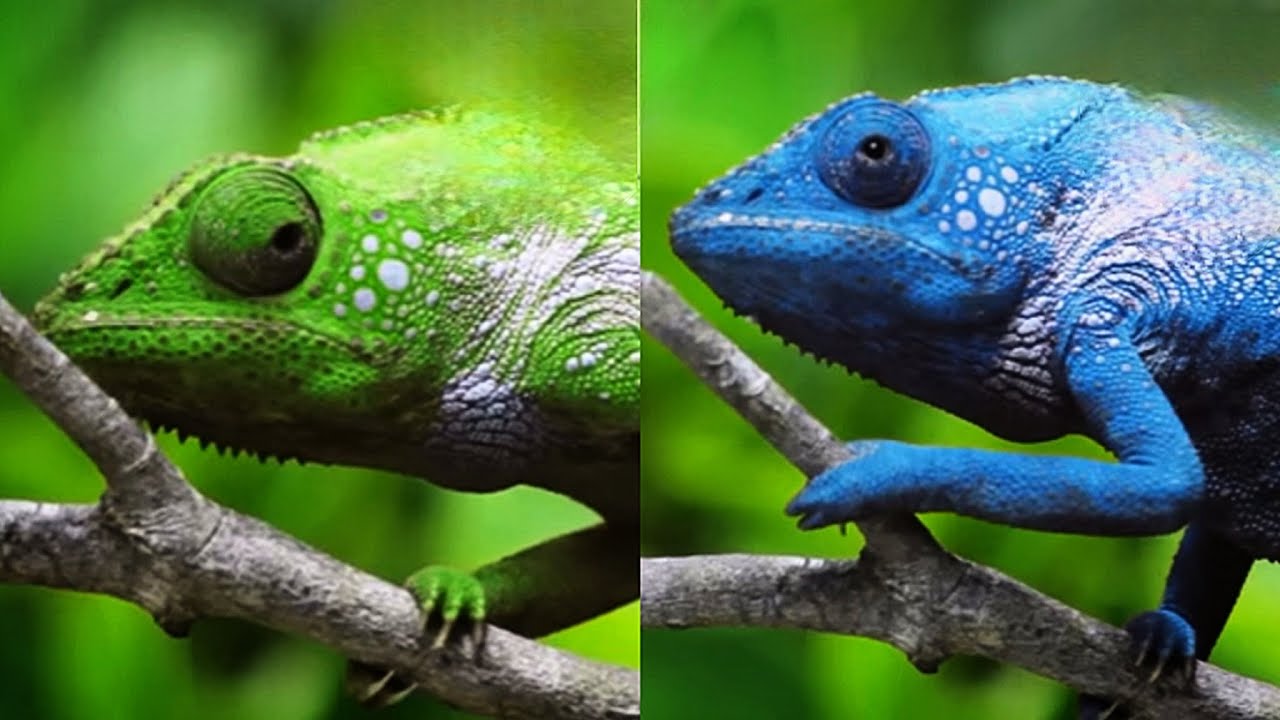 How Chameleons Change Color and Use It To Thrive - YouTube