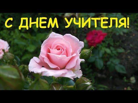 День учителя Поздравления Открытки Картинки Видео С днем учителя