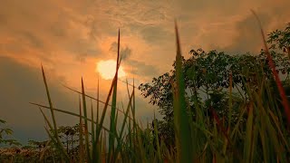 Pemandangan alam | Pemandangan kebun sore hari | Story wa 30 detik | Cinematic alam