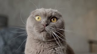 1 Hour of Super Deep Grey Noise * Sleep & Study & Focus * Only Grey Noise