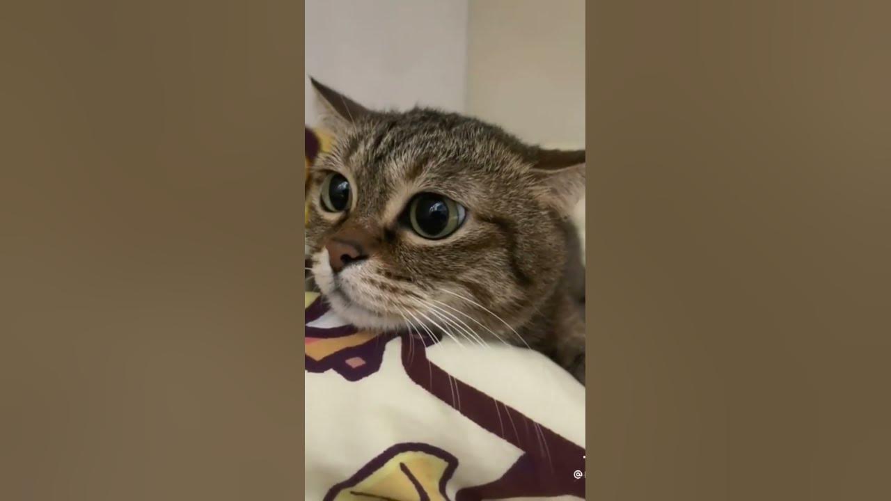 Fuuny Cat - YouTube