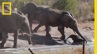 赤ちゃんゾウの救出 | ナショジオ