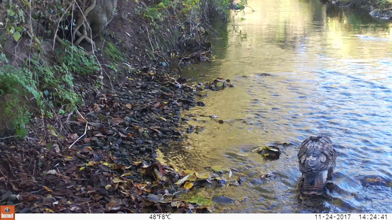 Buzzard washing in our local river YouTube