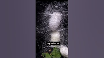 silkworm making silk #silkworm #agriculture #sericulture