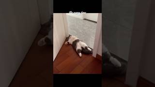 Me every time #trending #catvideo #catlover#shorts#funny#catmeow