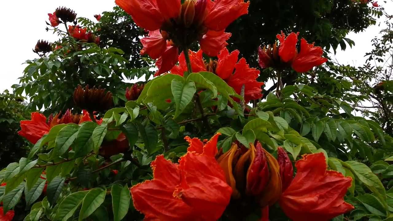 African Tulip Tree - Spathodea campanulata - Fountain Tree - Pichkari -  Nandi Flame HD 01 - YouTube