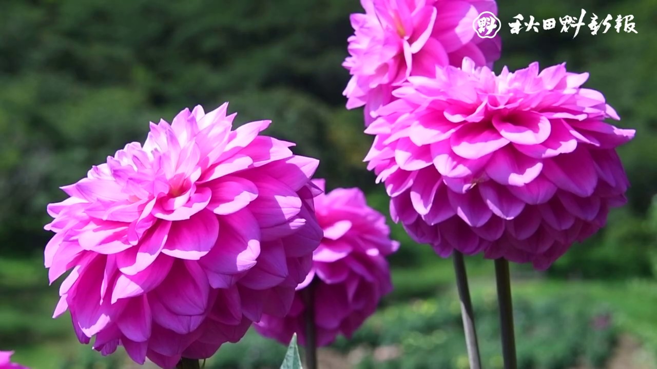 色とりどりの花見頃 秋田市雄和 国際ダリア園 Youtube 色とりどりの花見頃 秋田市雄和 国際ダリア園 Youtube
