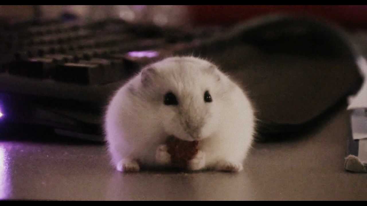 white fluffy hamster