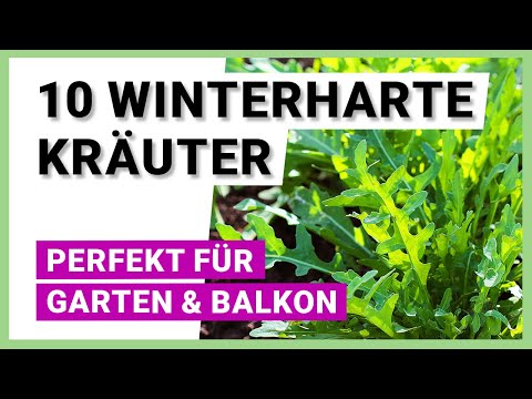 Video: Können Sie Winterkresse essen – Informationen zum Essen von Winterkresse-Grüns