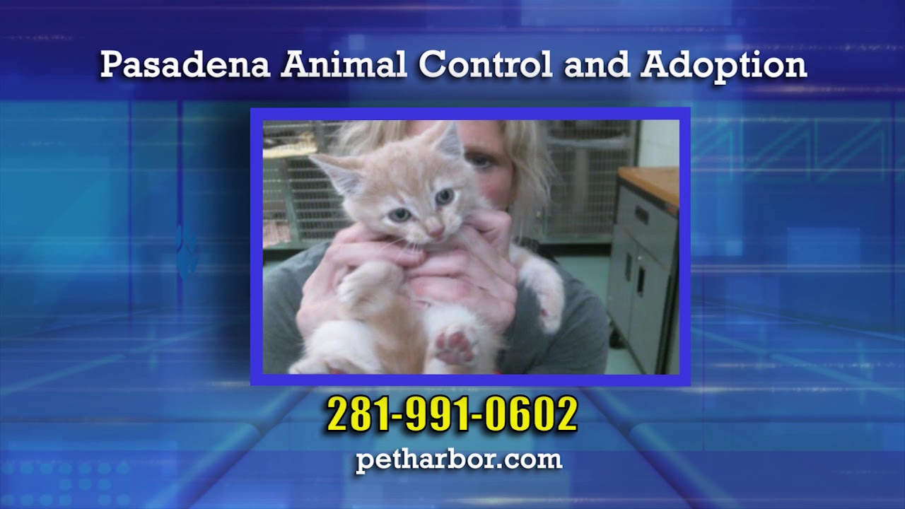 weather channel pasadena md Adopt-A-Pet 1138